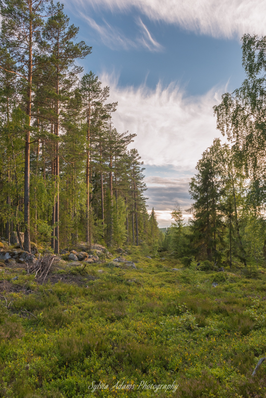 portfolio amazing nature scandinavia