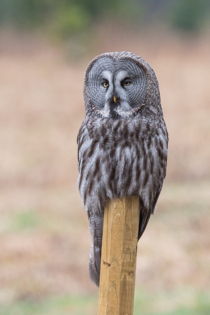 Great grey owl Amazing Nature Scandinavia