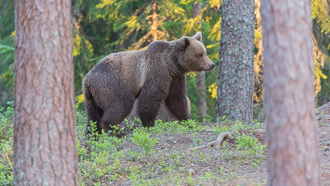 stressende rendering Pompeji Brown bear watching – Amazing Nature Scandinavia