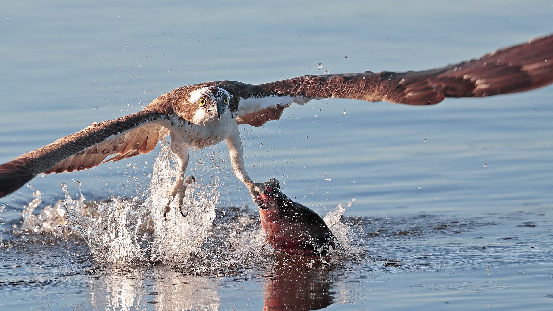 Osprey fishing. Lake Malaren, Sodermanland, Sweden, Stock Photo