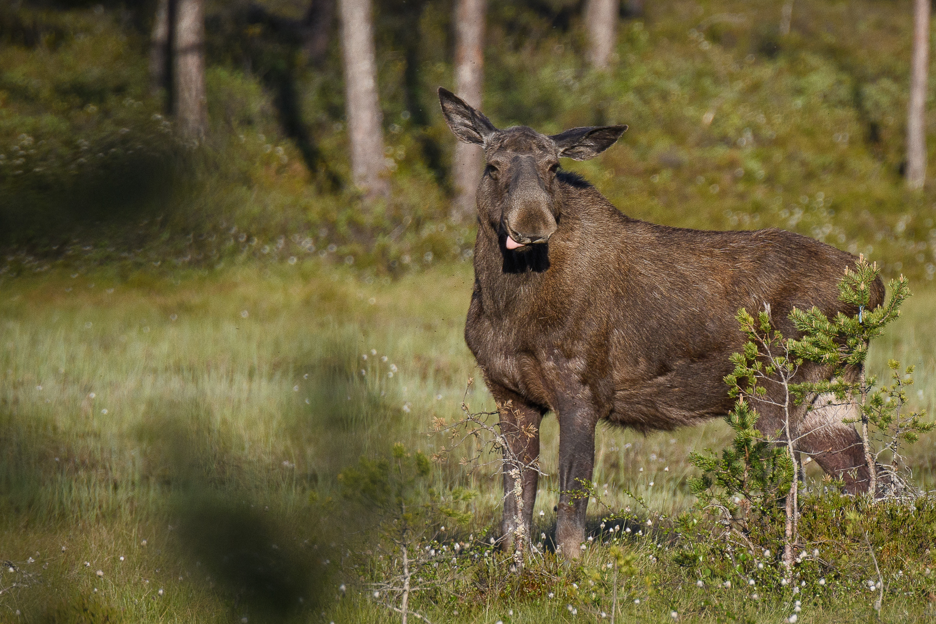 moose safari hjerkinn