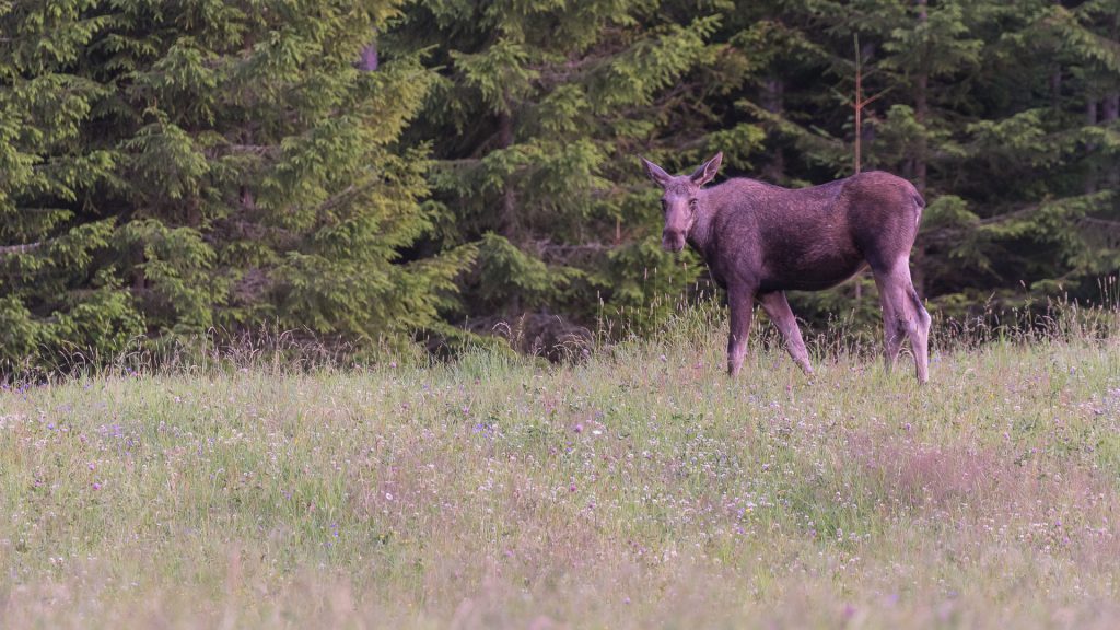 moose safari oslo